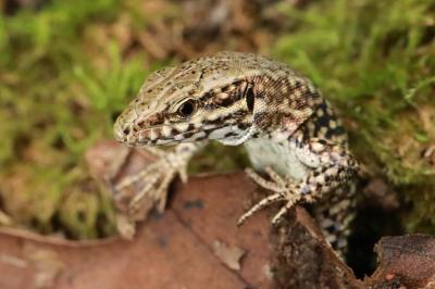 Lézard des murailles 