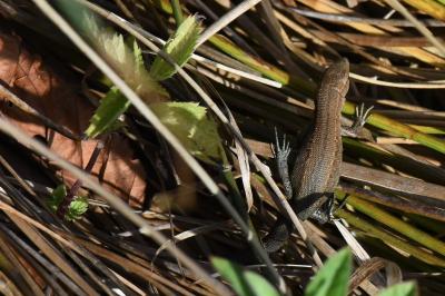 Lézard vivipare 