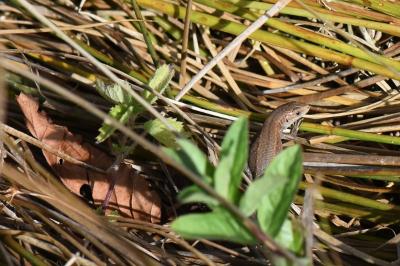 Lézard vivipare 