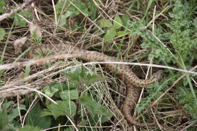 Vipera berus