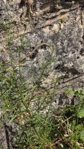 Lézard des murailles 