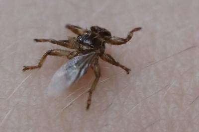 Lipoptena cervi