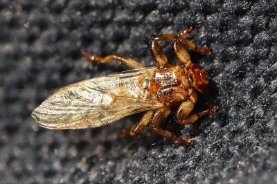 Lipoptena cervi