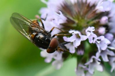 Rhingia campestris