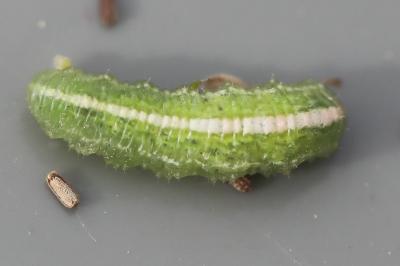 <i>Scaeva</i>
