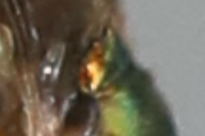 <i>Chorisops</i>