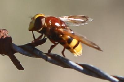 <i>Volucella zonaria</i>