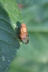 <i>Minettia</i>