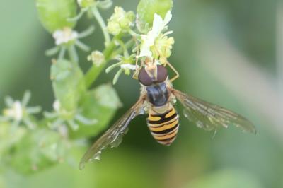 <i>Episyrphus balteatus</i>