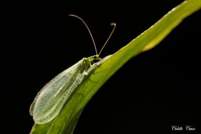 <i>Chrysoperla</i>