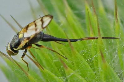 <i>Urophora solstitialis</i>
