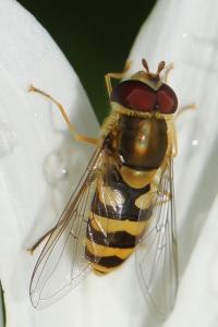 <i>Syrphus ribesii</i>