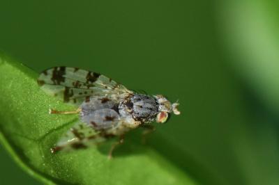 <i>Tephritis hyoscyami</i>