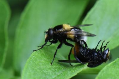 <i>Volucella bombylans</i>