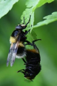 <i>Volucella bombylans</i>