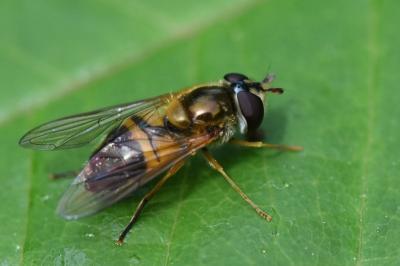 <i>Epistrophe eligans</i>