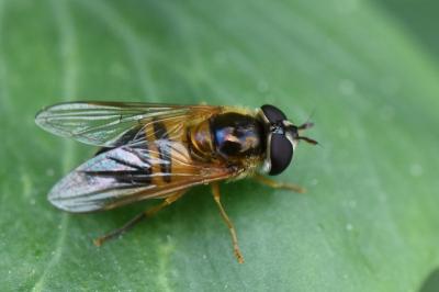 <i>Epistrophe eligans</i>