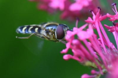 <i>Scaeva selenitica</i>