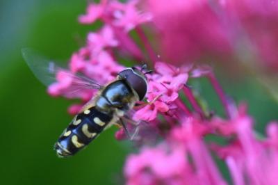 <i>Scaeva selenitica</i>