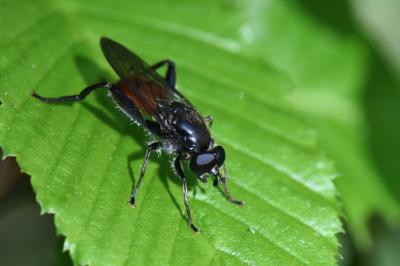 <i>Brachypalpoides lentus</i>