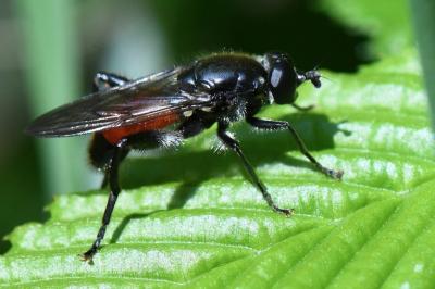 <i>Brachypalpoides lentus</i>