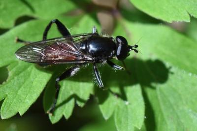 <i>Brachypalpoides lentus</i>