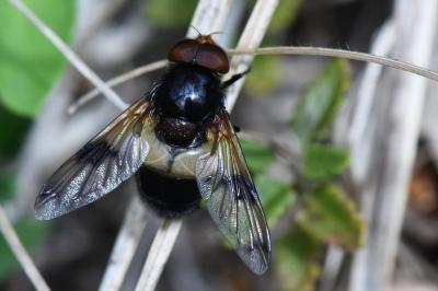 <i>Volucella pellucens</i>
