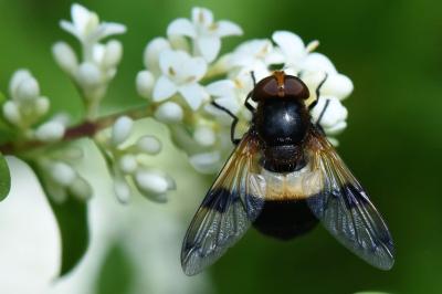 <i>Volucella pellucens</i>