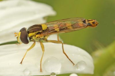 <i>Sphaerophoria scripta</i>