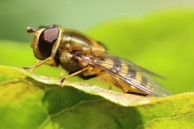 <i>Syrphus ribesii</i>