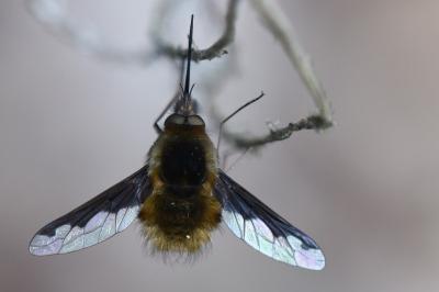 <i>Bombylius major</i>