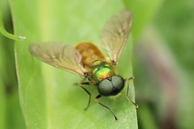 <i>Chloromyia formosa</i>