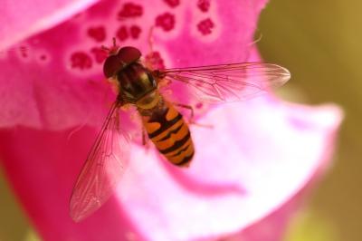 <i>Episyrphus balteatus</i>