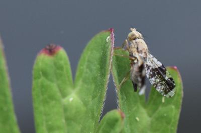 Tephritis formosa