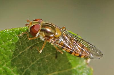 Episyrphus balteatus