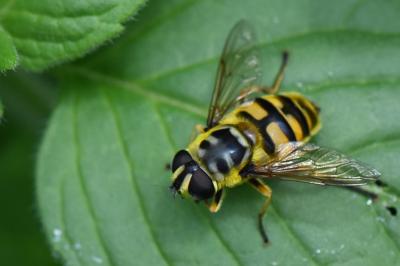 Myathropa florea