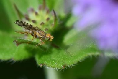 Campiglossa bidentis