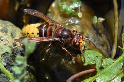 Vespa crabro