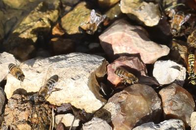 Abeille domestique
