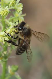 Abeille domestique