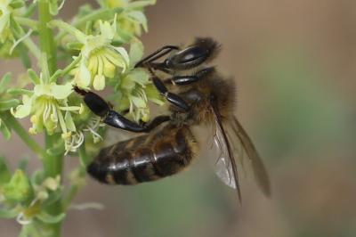 Abeille domestique