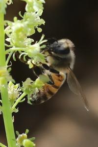 Abeille domestique