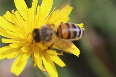 Abeille domestique
