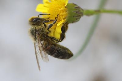 Apis mellifera