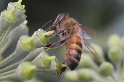 Abeille domestique