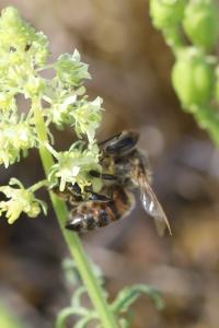 Abeille domestique