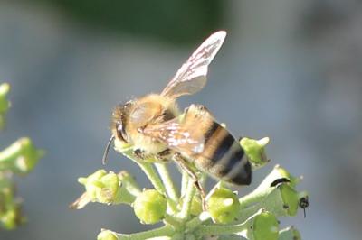 Abeille domestique