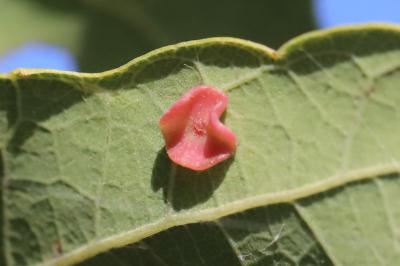 <i>Neuroterus albipes</i>
