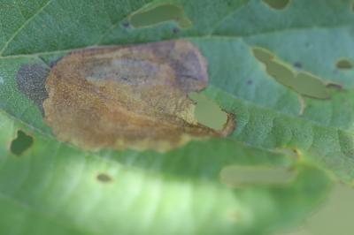 <i>Fenusa dohrnii</i>