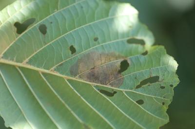 <i>Fenusa dohrnii</i>
